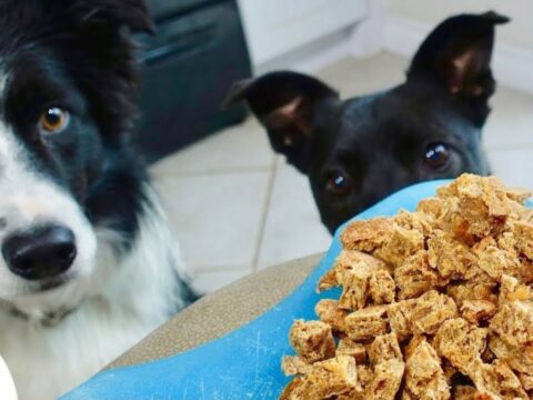 Dog Treats - The Best Dog Treat Recipes